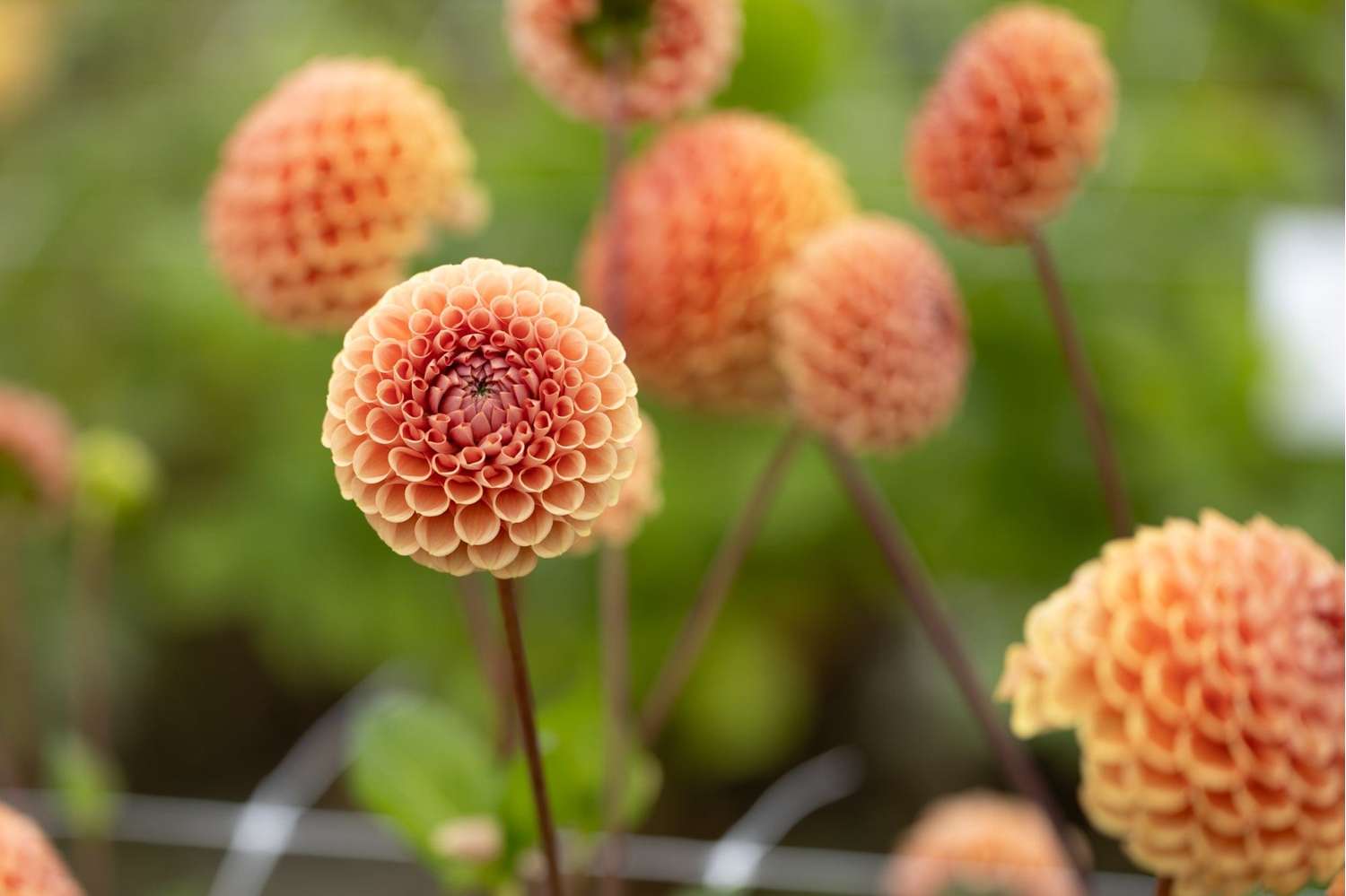 Dahlia 'Cornel Brons'